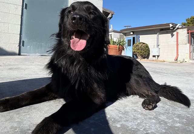 Shadow, a Flat-coated Retriever, available for adoption