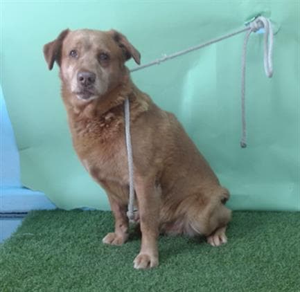 Marley, a Golden Retriever, available for adoption