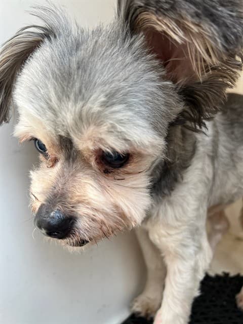 Booboo, a Shih Tzu, available for adoption