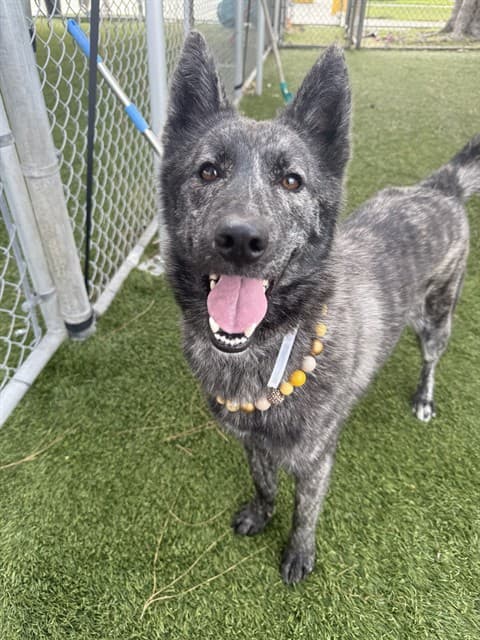 Bella, a Siberian Husky, available for adoption