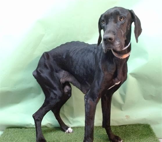 Minnie, a Great Dane, available for adoption