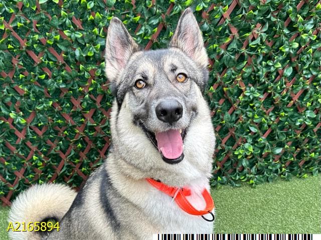 Bobby, a Husky (mix breed), available for adoption