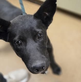 Wolverine, a Labrador Retriever (mix breed), available for adoption