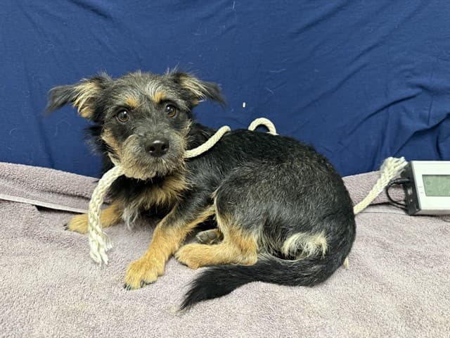 Negra, a Terrier, available for adoption