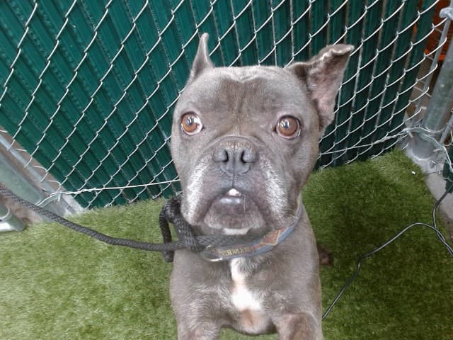 Morty, a French Bulldog, available for adoption