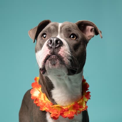 Sensei, a Terrier, available for adoption