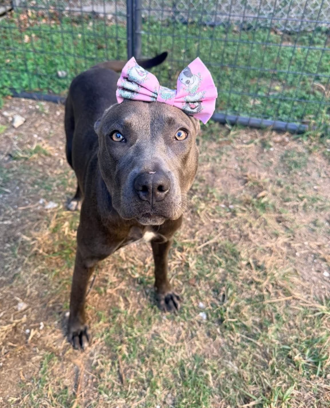 Brie, a American Staffordshire Terrier, available for adoption