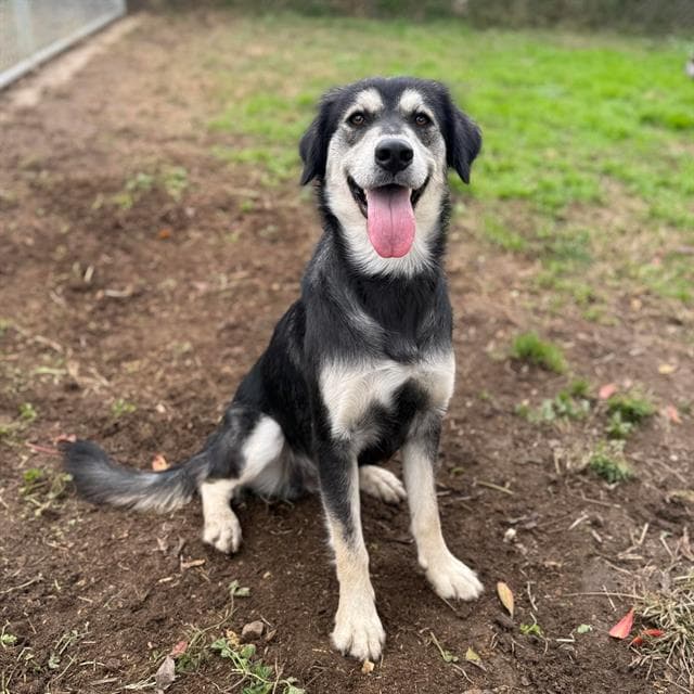 Tarot, a Siberian Husky, available for adoption