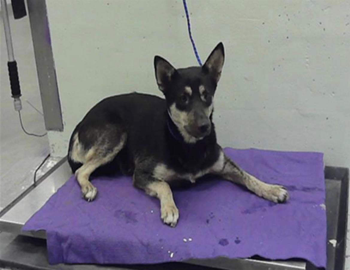 Carly, a German Shepherd, available for adoption
