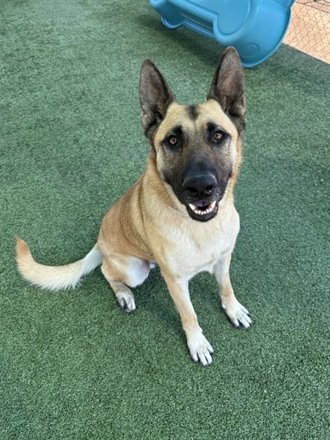 Rusty, a German Shepherd, available for adoption