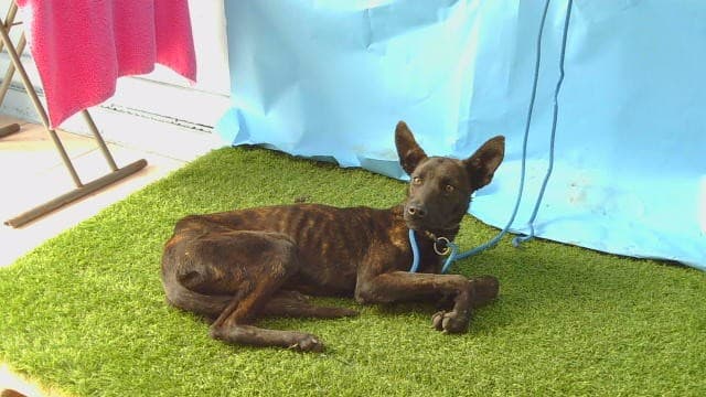 A5788990, a Belgian Shepherd Malinois, available for adoption