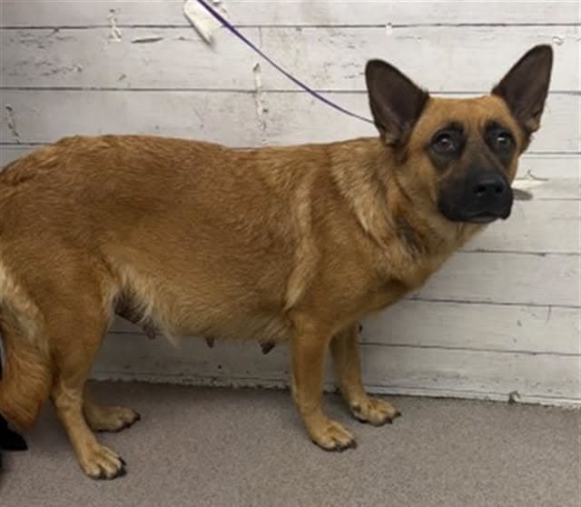 A595646, a German Shepherd (mix breed), available for adoption