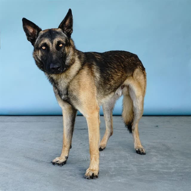 Tito, a German Shepherd, available for adoption