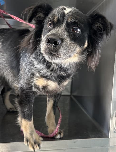 Rexkwondo, a Terrier, available for adoption