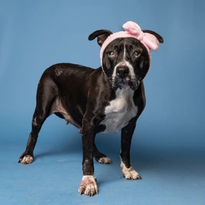 Mona5, a Terrier, available for adoption