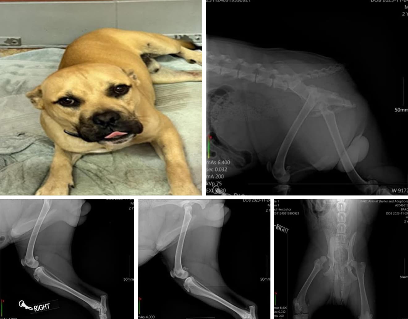 Woodrow, a American Staffordshire Terrier, available for adoption