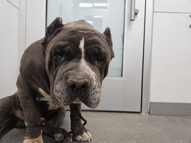 Rhino, a American Bulldog, available for adoption