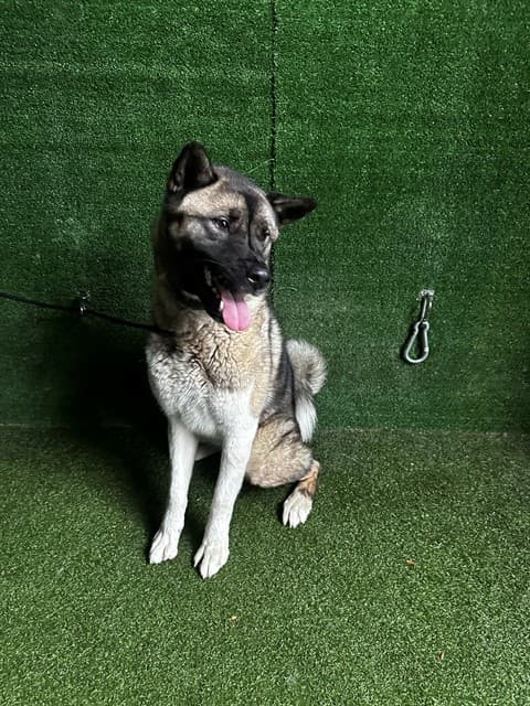 Ace, a Akita, available for adoption