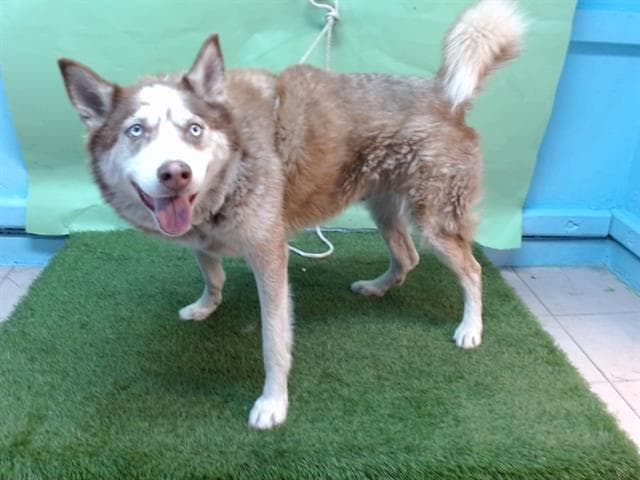 Moonie, a Siberian Husky, available for adoption