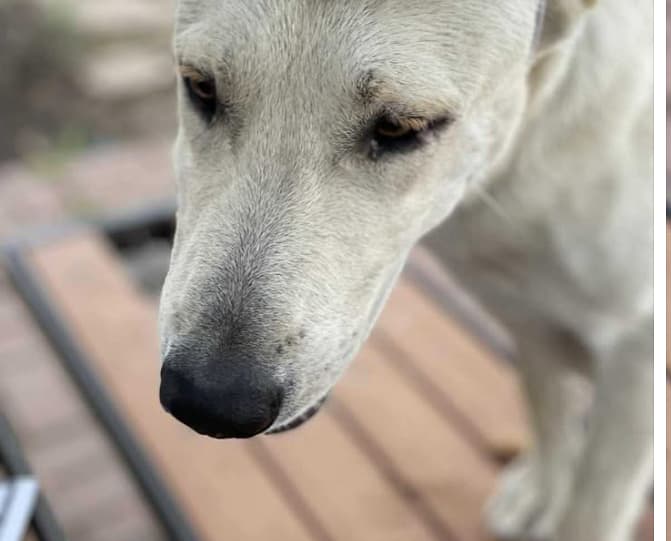 Olaf, a Labrador Retriever, available for adoption