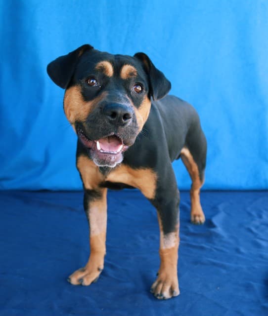 Robert, a Rottweiler, available for adoption