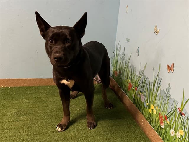 Reese, a German Shepherd, available for adoption