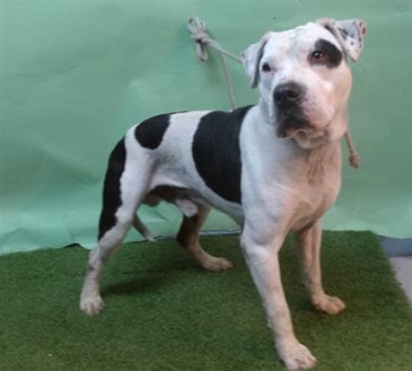 Manchas, a Pit Bull Terrier, available for adoption