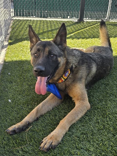 Sandy, a German Shepherd, available for adoption