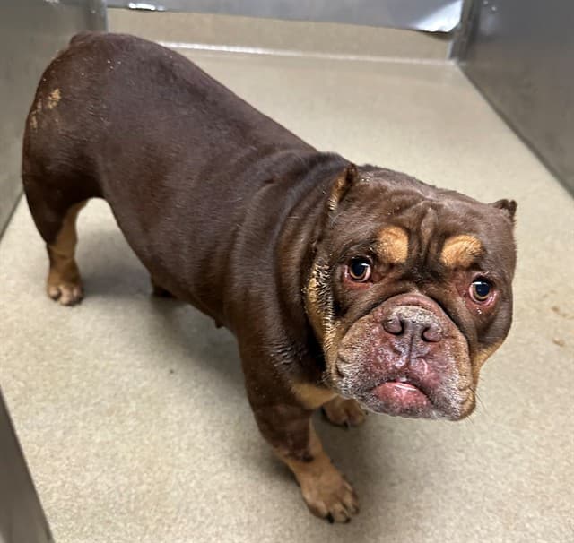 Redd, a French Bulldog, available for adoption