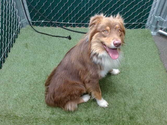 Beanbean, a Australian Shepherd, available for adoption