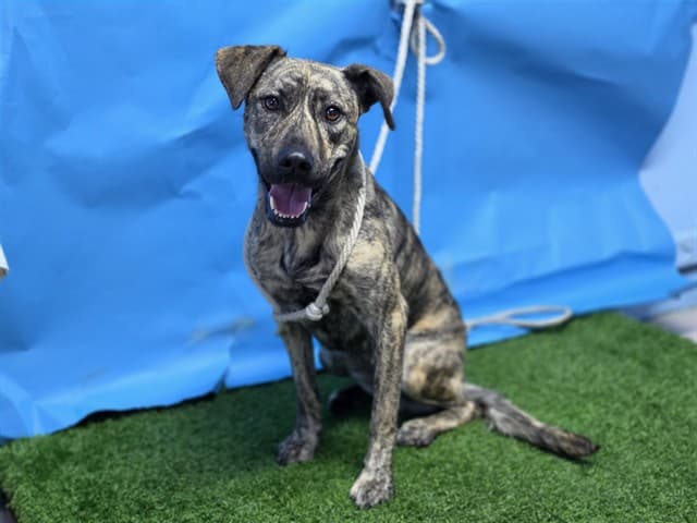 A5788774, a Labrador Retriever, available for adoption