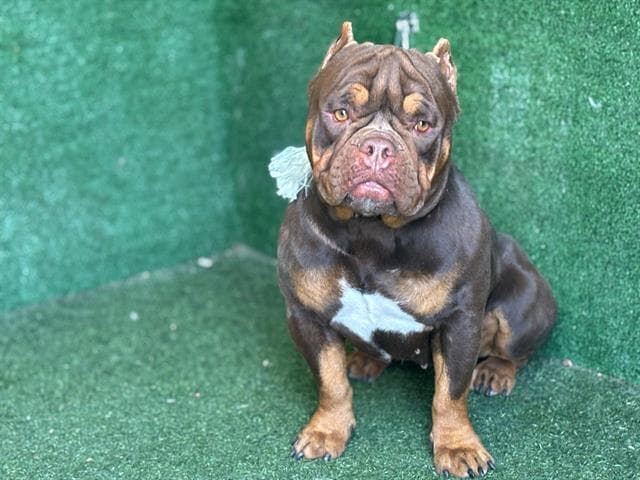 Zadeah, a English Bulldog, available for adoption