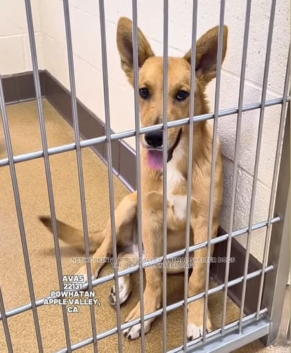 Gerald, a Carolina Dog (mix breed), available for adoption