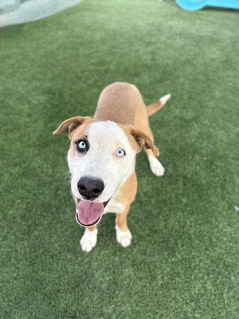 Frazier, a Pit Bull Terrier, available for adoption