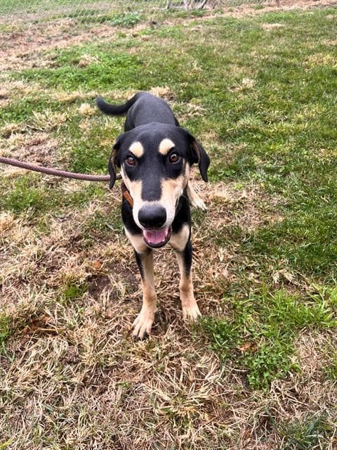 Armstrong, a Doberman Pinscher, available for adoption