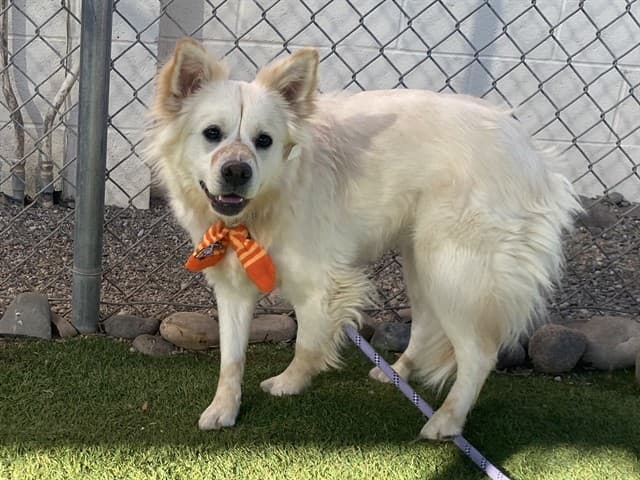 Luna, a Shetland Sheepdog Sheltie (mix breed), available for adoption