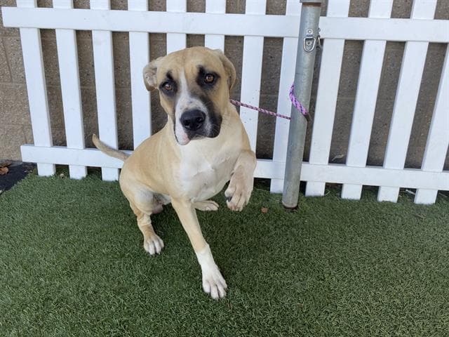 Cosmic, a Pit Bull Terrier, available for adoption