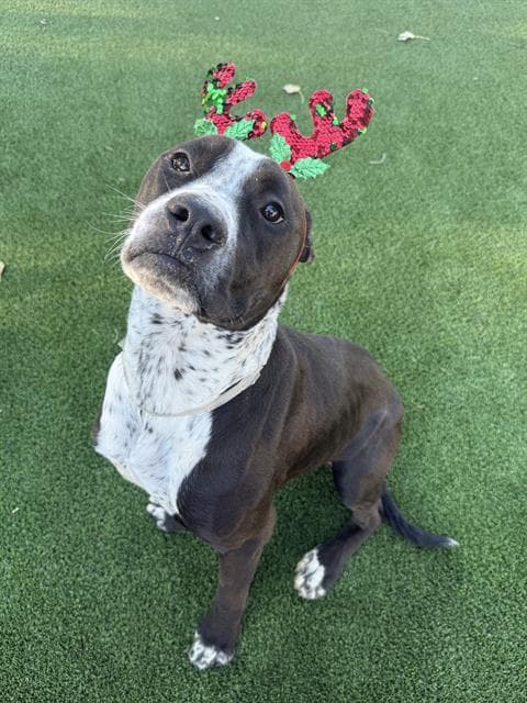Angus, a Pit Bull Terrier, available for adoption