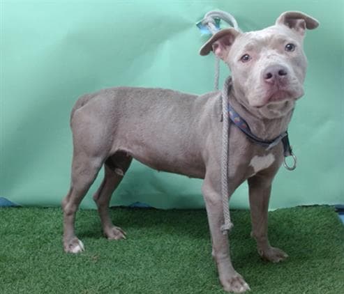 Cinnamon, a Pit Bull Terrier, available for adoption
