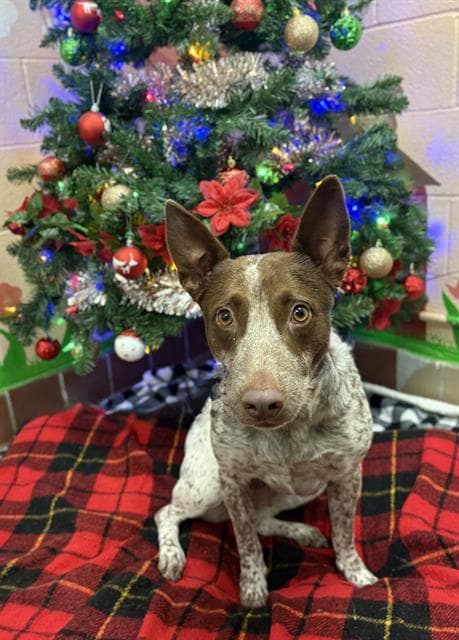 Pumpkin Spice, a Australian Cattle Dog/Blue Heeler, available for adoption
