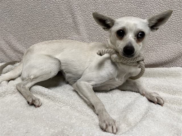 Camille, a Chihuahua, available for adoption