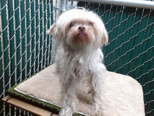 A5739101, a Poodle, available for adoption