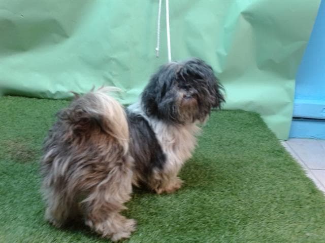 Chica, a Shih Tzu, available for adoption