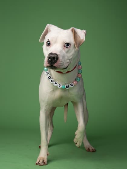 Bellamy7, a Terrier, available for adoption