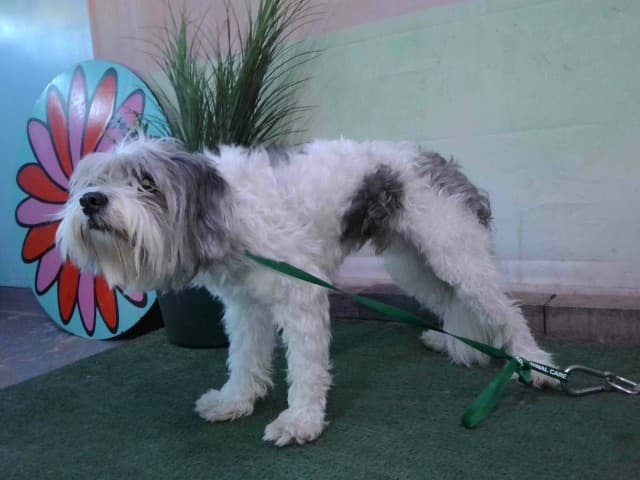 A5743829, a Lhasa Apso, available for adoption