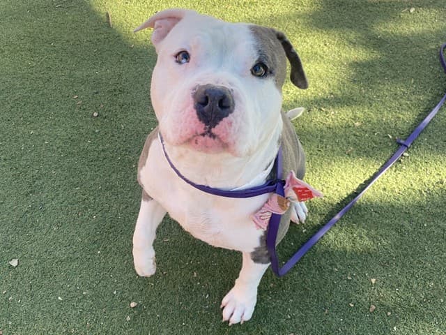 Magic, a Pit Bull Terrier (mix breed), available for adoption