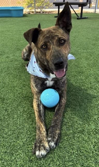 Draco, a Husky, available for adoption