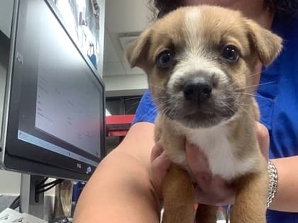 Lucas, a Shepherd, available for adoption