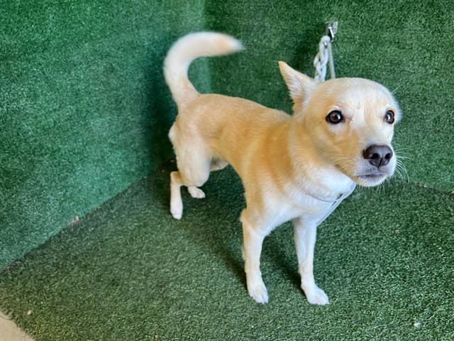 Rita, a Shiba Inu, available for adoption