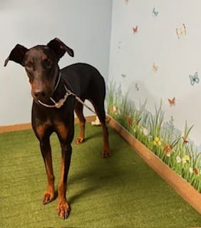 Roomba, a Doberman Pinscher, available for adoption